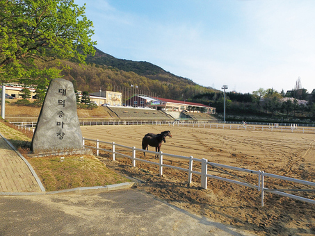 대덕승마장, ‘2025년 실버 힐링승마 시범사업’ 운영