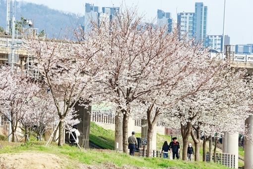 안양천 벚꽃시즌 시민 안전 최우선 …금천구, 총력 대응