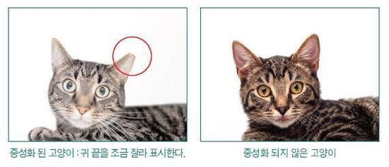 은평구, 길고양이 중성화(TNR) 사업 내달 1일부터 재개