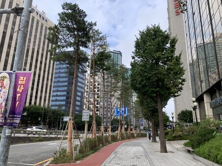 귀빈 맞던 마포대로, 이제는‘명품 소나무길’로 다시 태어나다