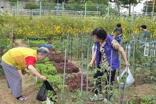 성동구, 독거어르신 위한 텃밭 경작 '성동 케어팜' 운영