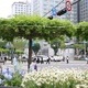 구로구, 대왕참나무 활용 ‘녹색 그늘쉼터’ 확대