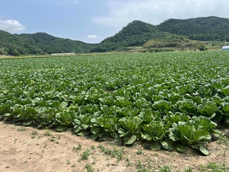전남도, 봄무·봄양배추 재배 의향면적 조사