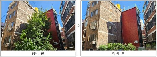 구로구, 생활공간 주변 위험수목 202주 정비 완료