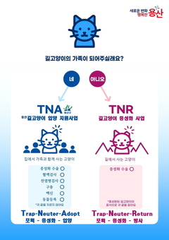 용산구, 전국 최초! 길고양이 입양 지원사업 (TNA, Trap-Neuter-Adopt) 추진