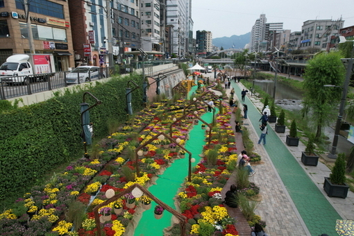 관악구, 별빛내린천 일대 가을 국화정원 조성