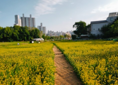 허브향부터 유채꽃까지…  강동구, 도심 속 봄꽃 명소 눈길