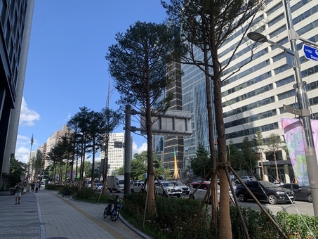 마포대로, 일제강점기 확산된 플라타너스 대신 우리 토종 소나무로 변모