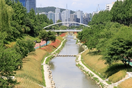 보리밭이 만든 황금로드! 마포구 월드컵천에서 만나요
