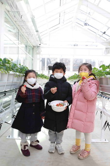 구로구, 꼬마농부들 구로 스마트팜 센터서 첫 딸기 수확