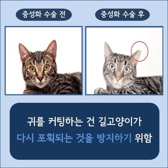 은평구, 2026년 길고양이 중성화(TNR) 사업 실시