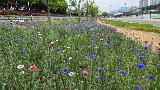 동대문구 중랑천 이문수변공원에 수레국화 만개…도심 속 봄꽃 명소