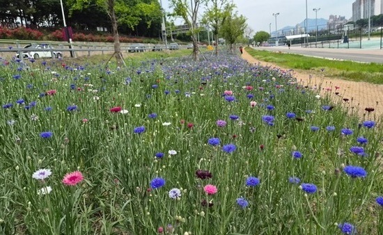 동대문구 중랑천 이문수변공원에 수레국화 만개…도심 속 봄꽃 명소