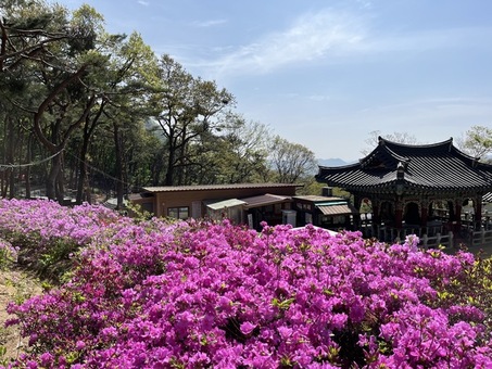 금천구, 호압사에서 누리는 문화와 휴식... 사찰림 산림여가공간 조성