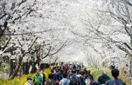 동대문구 봄꽃축제, 꽃비가 내린 장안벚꽃길