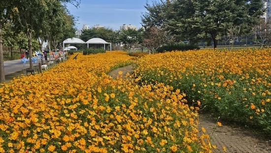 가을빛으로 물든 중랑천 사계정원, 황화코스모스 절정