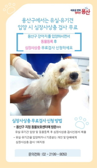 용산구, 유실·유기견 입양 시 심장사상충 검사 무료