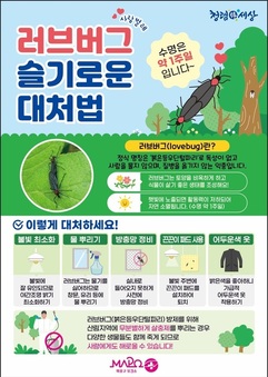 마포구,‘러브버그’ 친환경 방제 실시…주민 불편 최소화 총