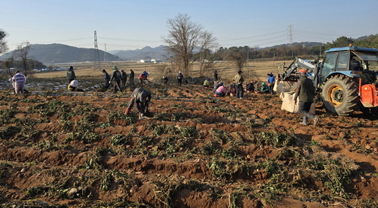 영광 홍농청보리영농조합, ‘공동영농’ 확산 시범 추진