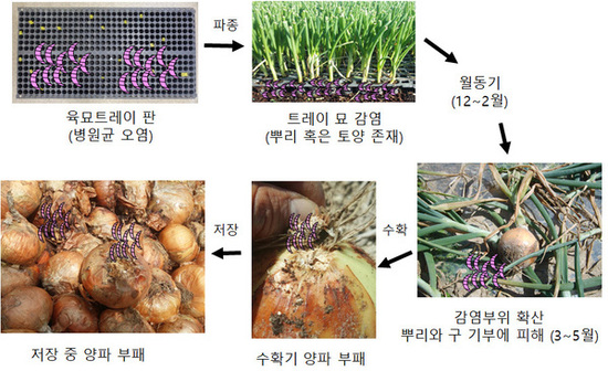 양파 시들음병, 모종 단계부터 대비하세요!