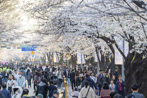 ‘봄의 정원, 모두 함께’… 영등포구, 여의도 봄꽃축제 개최 